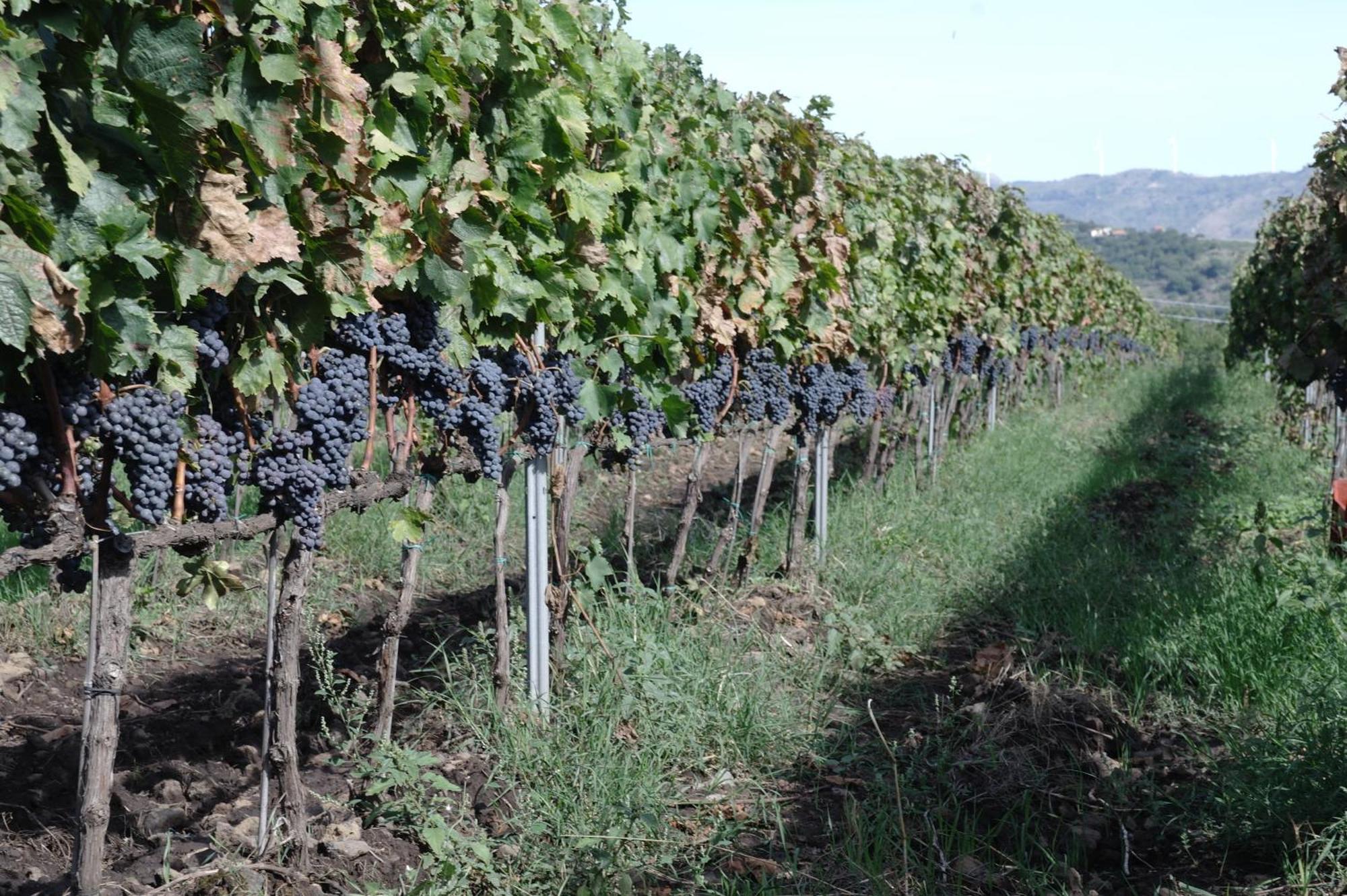 Feudo Vagliasindi -Wine Experience- Casa de hóspedes Randazzo Exterior foto